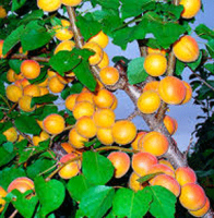 Abrikos