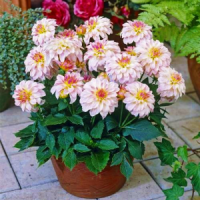 dahlia-gallery-monet_2