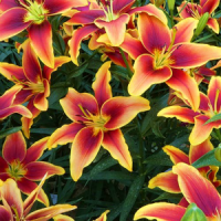 lilium_avalon_sunset_-21