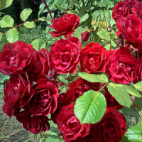 roza-kanadskaya-khoup-of-khyumaniti-2