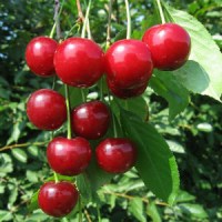 vishnya-morozovoy